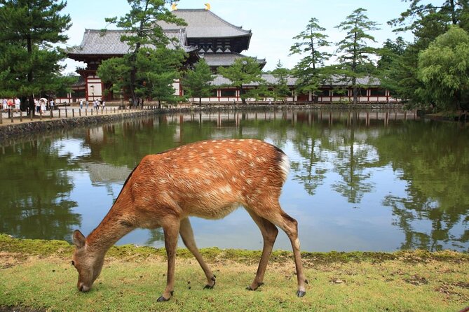 Day Trip to Kyoto and Nara From Osaka/Kyoto - Visiting the Kinkaku-ji Temple in Kyoto