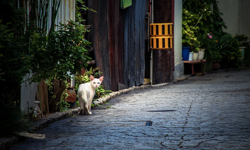 Cat alley Onomichi Neko no Hosomichi
