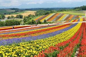 Hokkaido Flowers During Summer