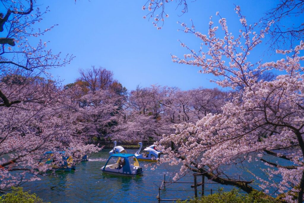 Inokashira Park Cherry Blossom