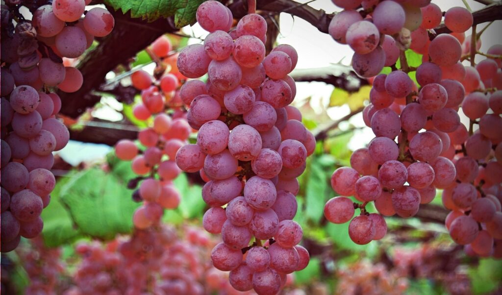 Japanese Wine Yamanashi koshu Grapes