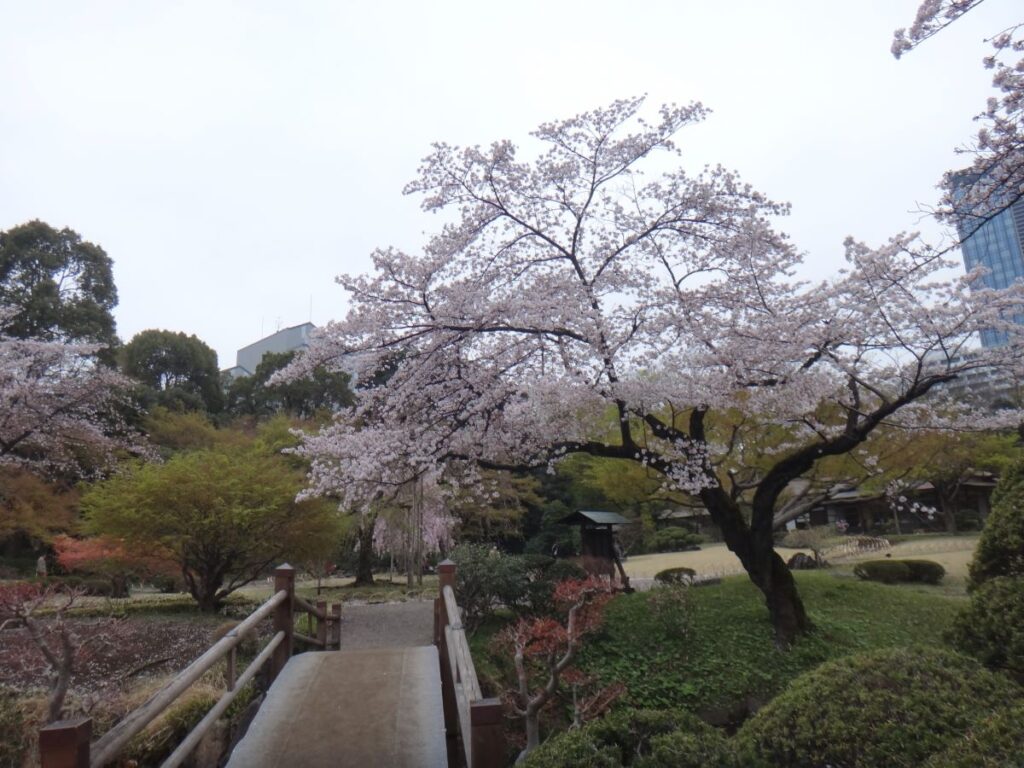 Koishikawa Korakuen Garden Cherry Blossom