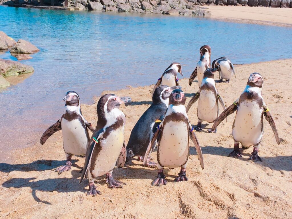 Nagasaki Penguin Aquarium