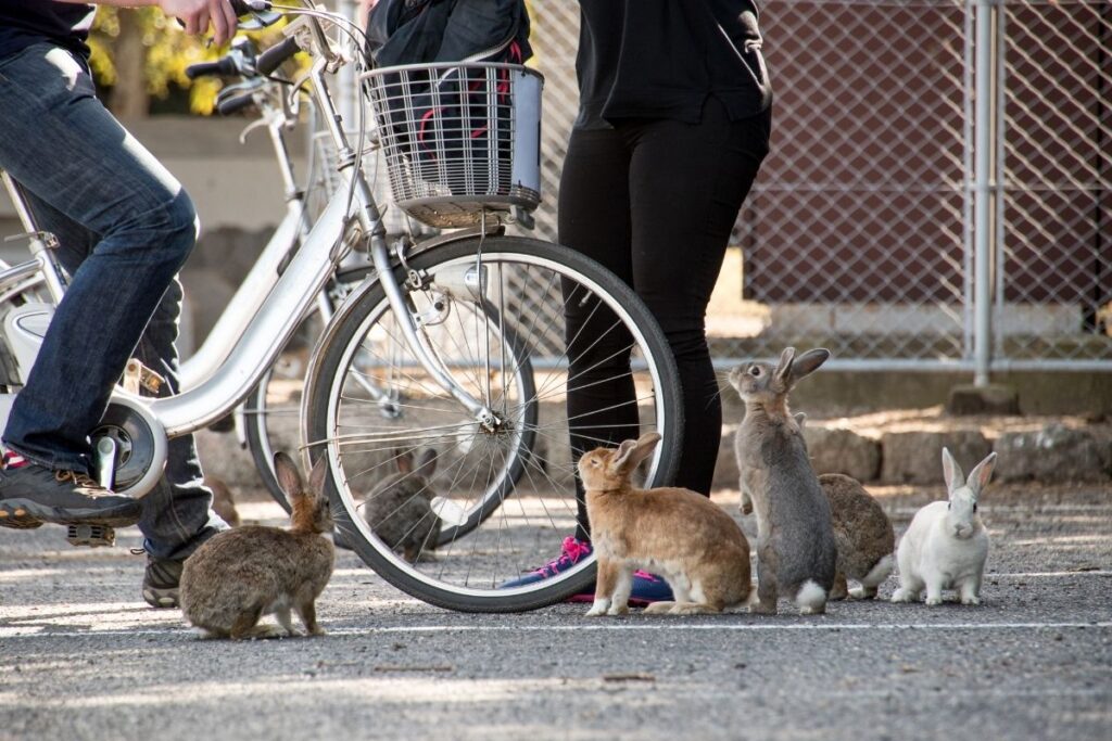 Okunoshima Rabit Island