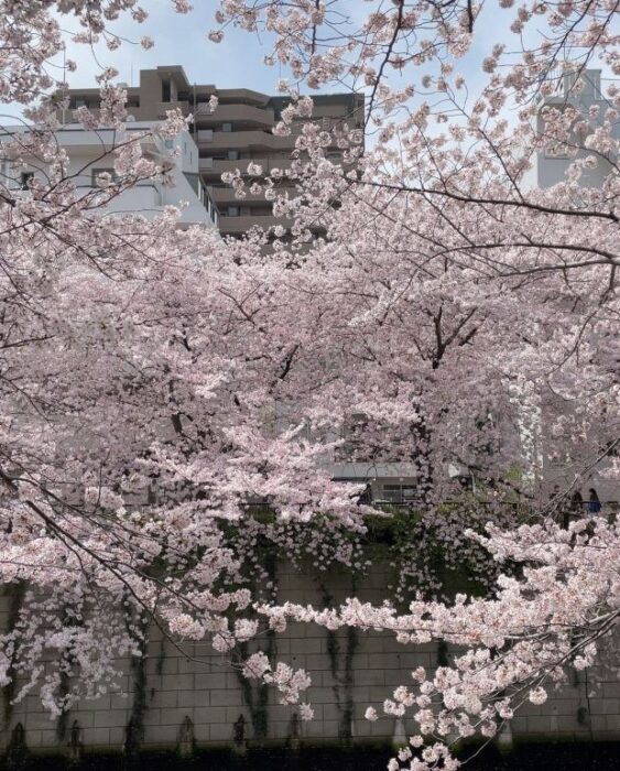 Ark Hills Cherry Blossom