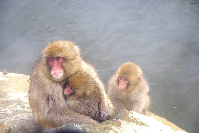 Nagano Winter Special Tour "Snow Monkey and Snowshoe Hiking"!! - Tour Details