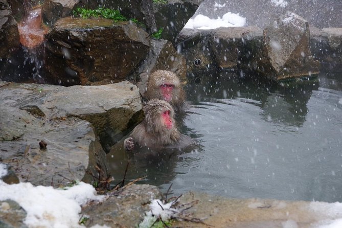 Nagano Winter Special Tour "Snow Monkey and Snowshoe Hiking"!! - Cancellation Policy