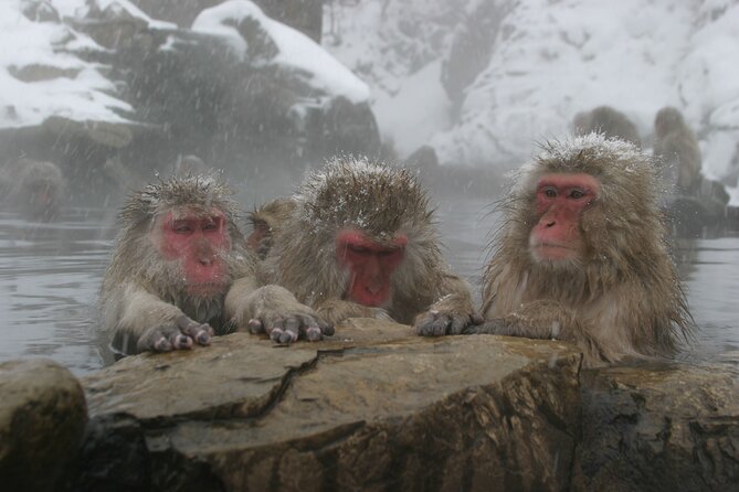 Snow Monkey Park & Miso Production Day Tour From Nagano - Tour Details