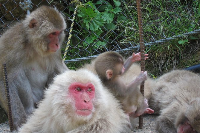 Explore Jigokudani Snow Monkey Park With a Knowledgeable Local Guide - Directions