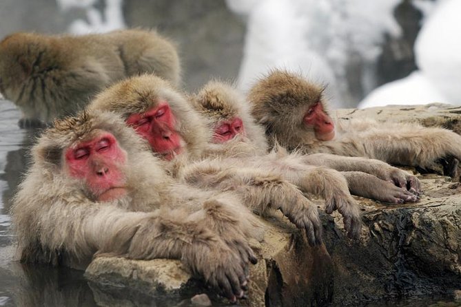 2-Day Snow Monkey Tour: Nagano to Takayama via Matsumoto - Tour Highlights