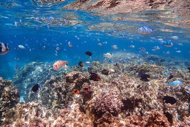 [Ishigaki]Phantom Island Snorkeling Taketomi Island Sightseeing - The Sum Up