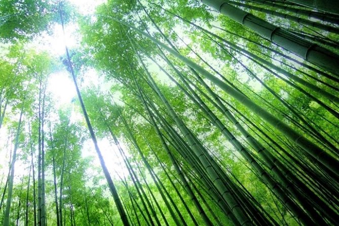 Kamakura Bamboo Forest and Great Buddha Private Tour - Customer Feedback and Responses