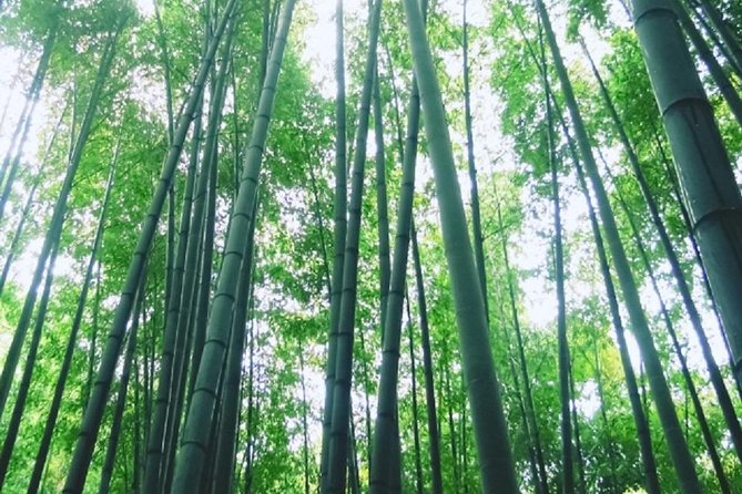 Kamakura Bamboo Forest and Great Buddha Private Tour - Expert Tour Guide