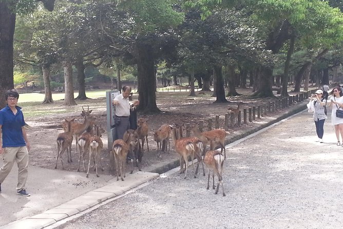 Fushimi Inari & Nara Highlights Tour - Reviews and Ratings