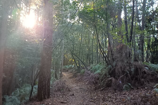 Hike Through Kyotos Best Tourist Spots - Arashiyama Bamboo Grove