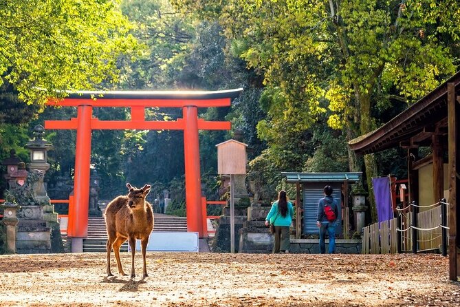 Explore the Best Spots of Arashiyama / Nara in a One Day Private Tour From Kyoto - Arashiyama Bamboo Grove