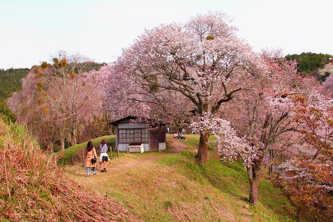 Nara Day Trip From Kyoto With a Local: Private & Personalized - Discover Top Attractions and Hidden Spots