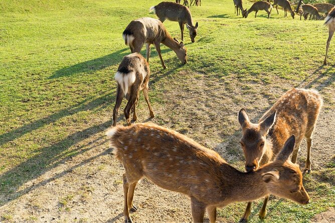 Nara Day Trip From Kyoto With a Local: Private & Personalized - End Point and Cancellation Policy