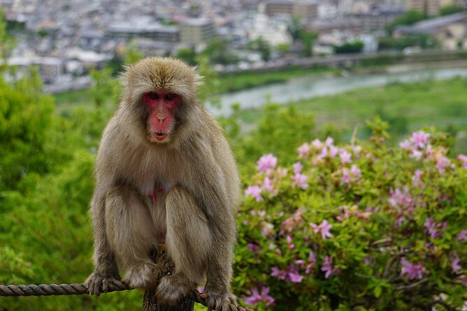 Private Arashiyama Walking Tour: Bamboo, Monkeys & Secrets - Exploring the Enchanting Bamboo Forest