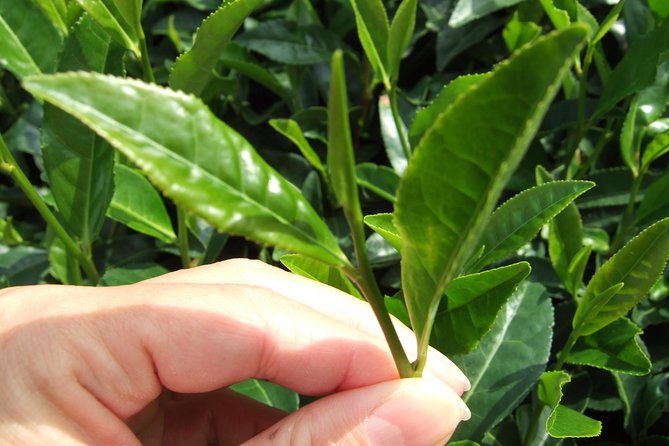 Matcha Green Tea Plantation and Matcha Factory Visit - Quick Takeaways