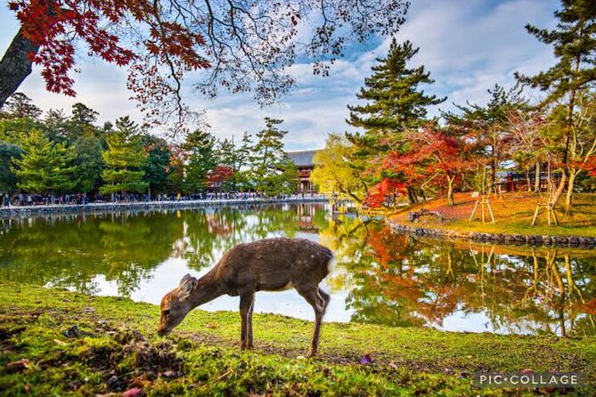 Private Tour Kyoto-Nara W/Hotel Pick up & Drop off From Kyoto - Tour Details