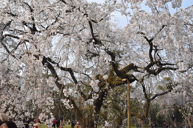 Cycle Around Kyoto Hidden Gems & Gion NightWalk - Directions