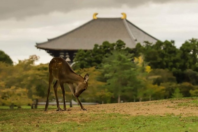 Nara Private Tour by Public Transportation From Osaka - Tour Details