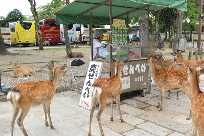 Arashiyama & Yasaka Shrine & Nara & Todaiji Day Trip From Osaka - Cultural Highlights