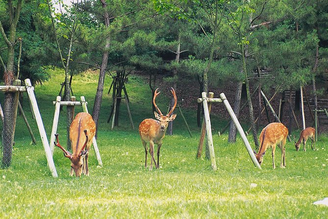 Day Trip to Kyoto and Nara From Osaka/Kyoto - Experiencing Nara Park and Interacting With Wild Deer