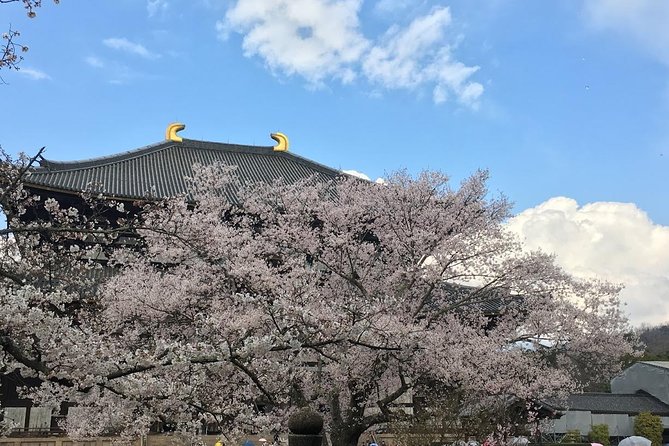 Nara Private Tour (Shore Excursion Available From Osaka or Kobe Port) - Meeting and Pickup