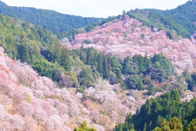 Cherry Blossom Buddha and Mt.Yoshino With Strawberry Picking Tour - Tour Overview
