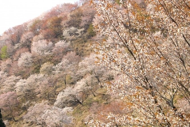 Cherry Blossom Buddha and Mt.Yoshino With Strawberry Picking Tour - The Sum Up