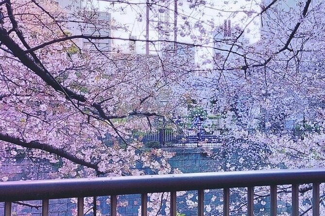 Licensed Guide Tokyo Meguro Cherry Blossom Walking Tour - Traveler Reviews