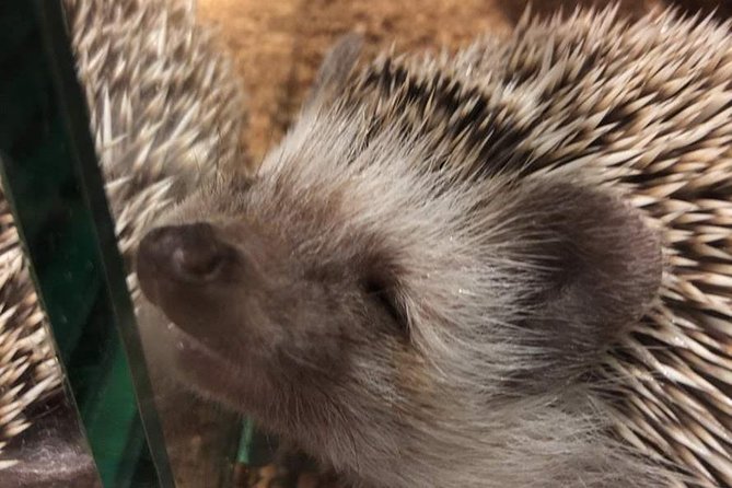 Admission to Hedgehog Cafe in Harajuku - Meeting and Pickup