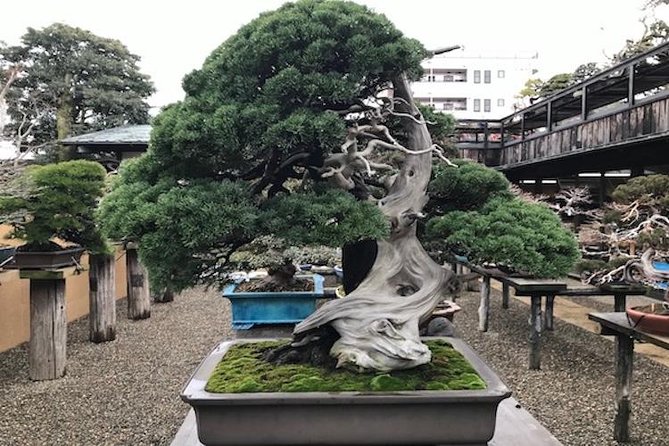 Small-Group 2-Hour Bonsai-Making Lesson in Tokyo 2024 - Workshop Details and Experience