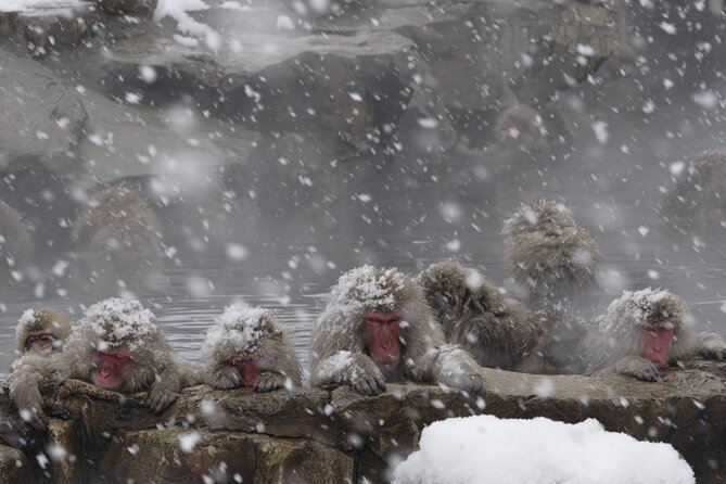 Snow Monkey Park & Miso Production Round Trip Day Tour From Tokyo - Minimum Participants and Ticket Pickup