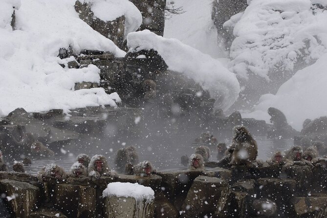 Snow Monkey Park & Miso Production Round Trip Day Tour From Tokyo - Cancellation Policy Details