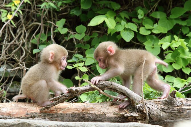 Snow Monkey Park & Miso Production Round Trip Day Tour From Tokyo - Refunds and Tour Cancellation