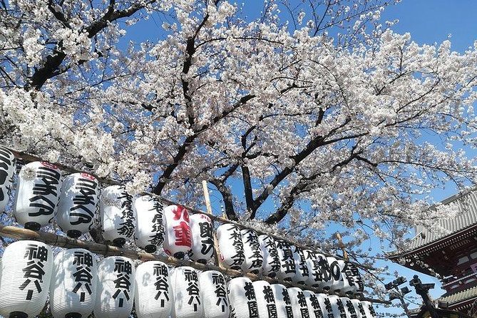 Private Full-Day Cherry-Blossom Tour of Tokyo With Tsukiji 2024 - Meeting and Pickup Information