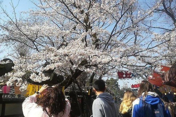 Private Full-Day Cherry-Blossom Tour of Tokyo With Tsukiji 2024 - The Sum Up