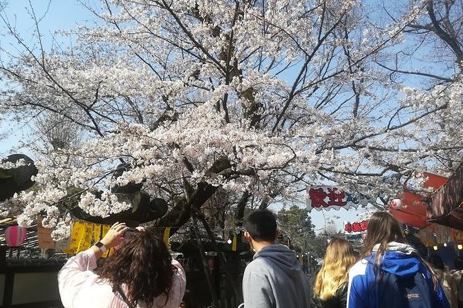 Cherry Blossom Highlights, Asakusa, Ueno, Yanaka - Exploring Yanaka During Cherry Blossom Season