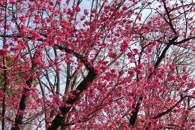 Cherry Blossom Highlights, Asakusa, Ueno & Meiji Shrine - Uenos Hidden Cherry Blossom Gems