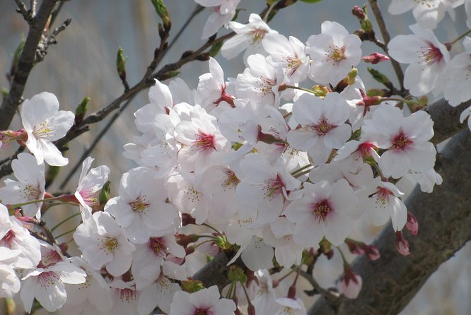 Cherry Blossom Highlights, Asakusa, Ueno & Meiji Shrine - Exploring Asakusas Cherry Blossom Spots