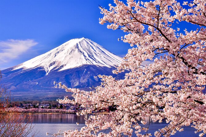 Mt. Fuji Cherry Blossom One Day Tour From Tokyo - Cherry Blossom Viewing Locations