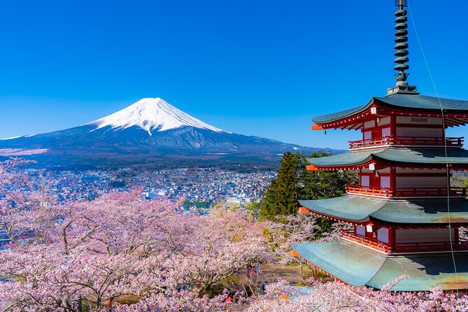 Mt. Fuji Cherry Blossom One Day Tour From Tokyo - Transportation and Logistics