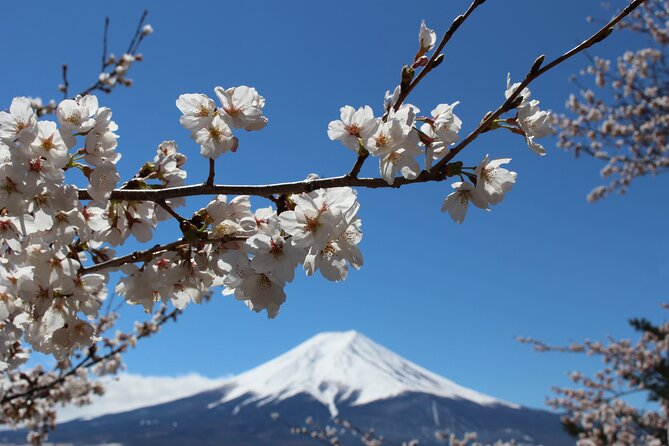 Mt. Fuji Cherry Blossom One Day Tour From Tokyo - Frequently Asked Questions