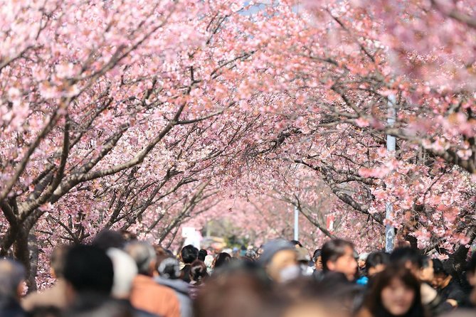 Private & Unique Tokyo Cherry Blossom "Sakura" Experience - Itinerary Highlights