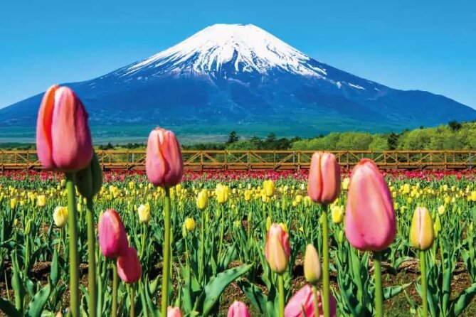 Mt. Fuji Majestic Tours : Shinjuku to Arakurayama and Beyond - The Sum Up
