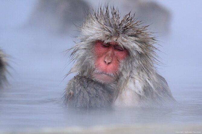 Nagano Snow Monkey 1 Day Tour With Beef Sukiyaki Lunch From Tokyo - Important Tour Information