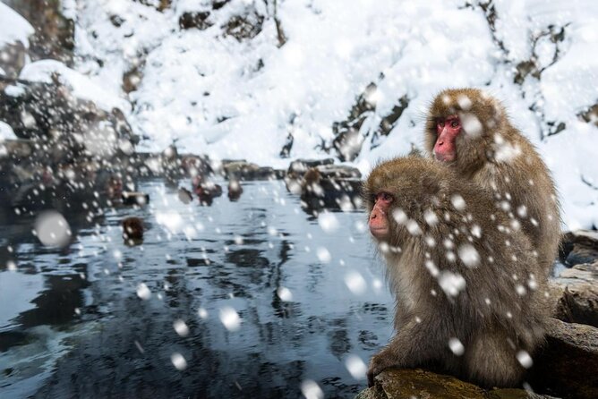 Nagano Snow Monkey 1 Day Tour With Beef Sukiyaki Lunch From Tokyo - Traveler Insights and Recommendations